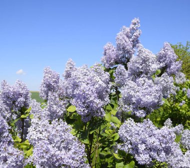 Çiçekler açan leylak. Açık havada güzel mor leylak çiçekleri.