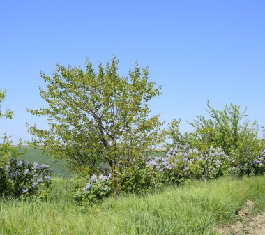 Yol kenarında Leylak çiçek liyalak.