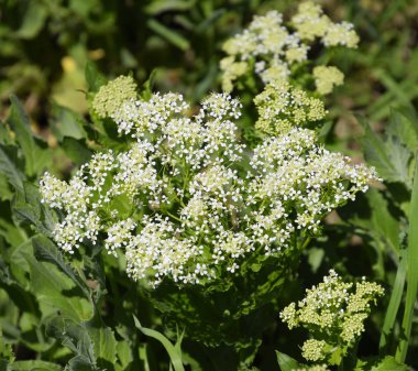 Lepidium draba beyaz çiçekler