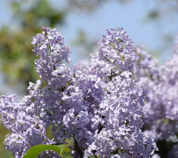 ライラックを咲かせます。美しい紫色のライラックの花屋外. — ストック写真