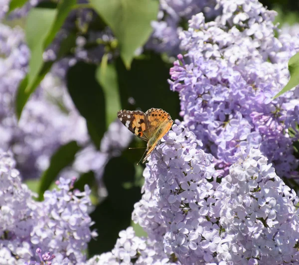 Kelebek Vanessa cardui leylak çiçeklerüzerinde. Tozlaşma çiçeklenme