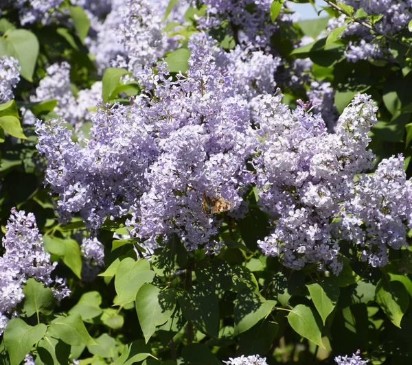 Motyl Vanessa Osetnik na liliowy kwiatów. Zapylanie kwitnące — Zdjęcie stockowe