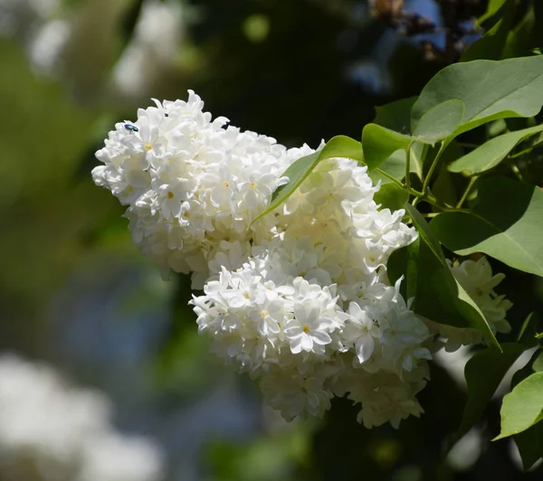 Flores que florecen lila. Hermosas flores lila púrpura al aire libre. — Foto de Stock