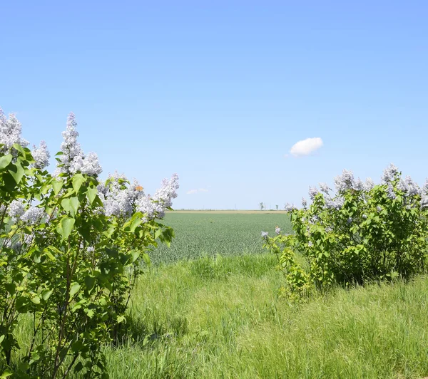 Yol kenarında Leylak çiçek liyalak.