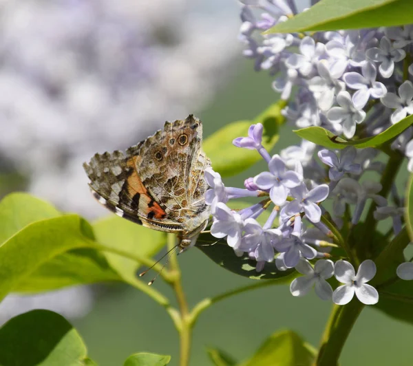 Kelebek Vanessa cardui leylak çiçeklerüzerinde. Tozlaşma çiçeklenme