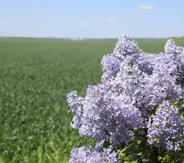 Çiçekler açan leylak. Açık havada güzel mor leylak çiçekleri.
