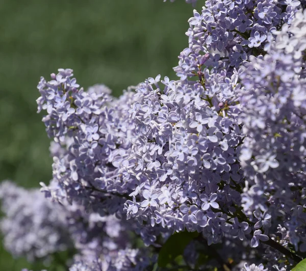 Flowers blooming lilac. Beautiful purple lilac flowers outdoors. — Stock Photo, Image