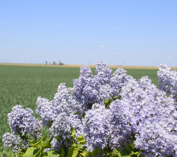 Çiçekler açan leylak. Açık havada güzel mor leylak çiçekleri.