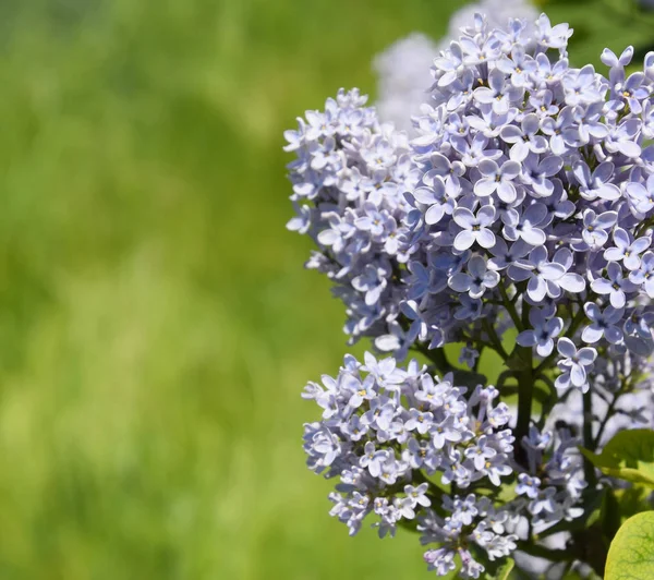 Flowers blooming lilac. Beautiful purple lilac flowers outdoors.