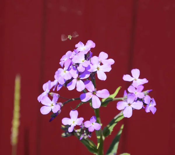 Dames foguete violeta — Fotografia de Stock