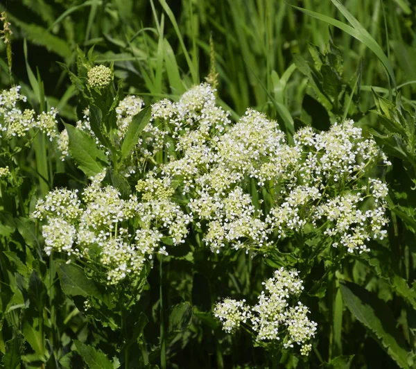 Lepidium Draba białe kwiaty — Zdjęcie stockowe