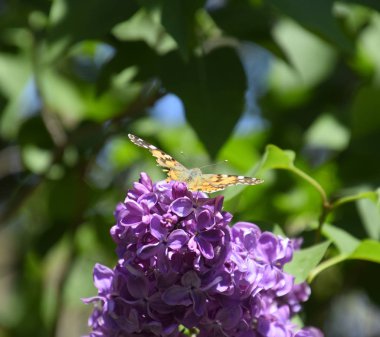 Kelebek Vanessa cardui leylak çiçeklerüzerinde. Tozlaşma çiçeklenme