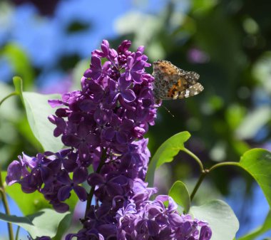 Kelebek Vanessa cardui leylak çiçeklerüzerinde. Tozlaşma çiçeklenme