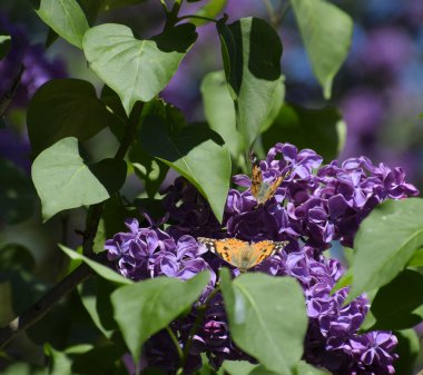 Kelebek Vanessa cardui leylak çiçeklerüzerinde. Tozlaşma çiçeklenme