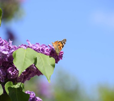 Kelebek Vanessa cardui leylak çiçeklerüzerinde. Tozlaşma çiçeklenme