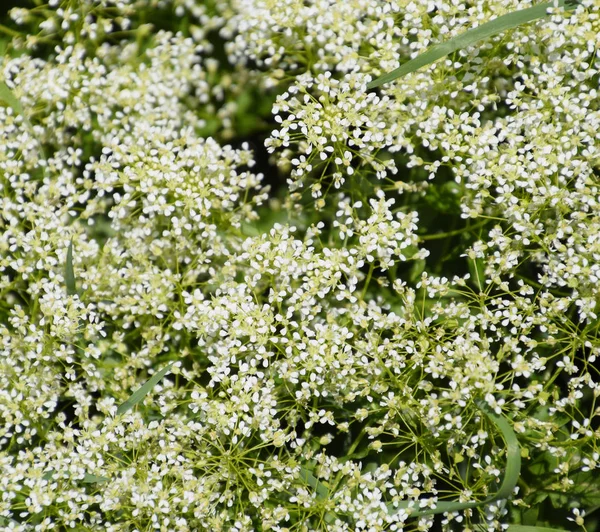 Lepidium Drabovi Bílé květiny — Stock fotografie