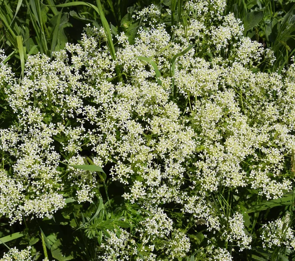 Lepidium draba flori albe — Fotografie, imagine de stoc