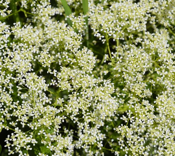 Lepidium Drabovi Bílé květiny — Stock fotografie