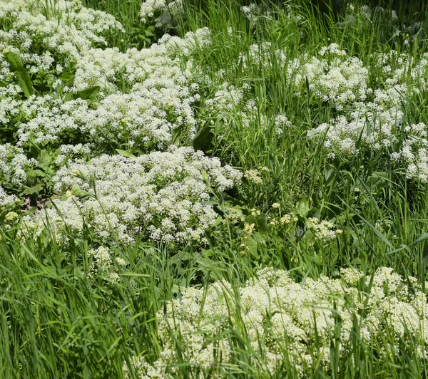 Lepidium draba white flowers — Stock Photo, Image