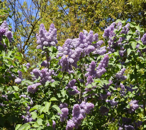 Flowers blooming lilac. Beautiful purple lilac flowers outdoors.