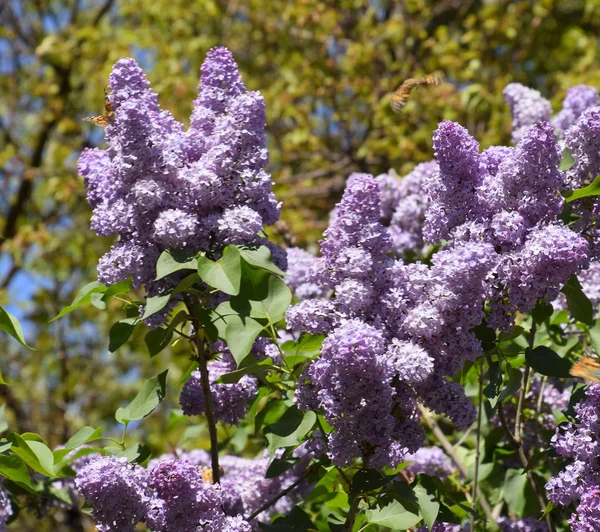 Flowers blooming lilac. Beautiful purple lilac flowers outdoors.