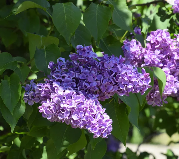 Çiçekler açan leylak. Açık havada güzel mor leylak çiçekleri.