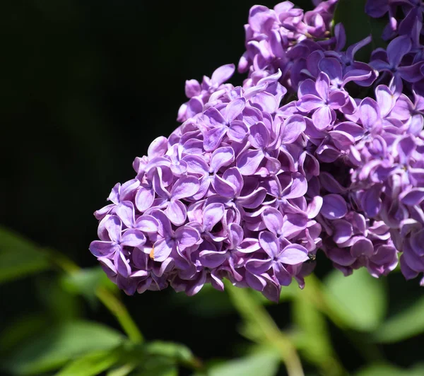 Kelebek Vanessa cardui leylak çiçeklerüzerinde. Tozlaşma çiçeklenme