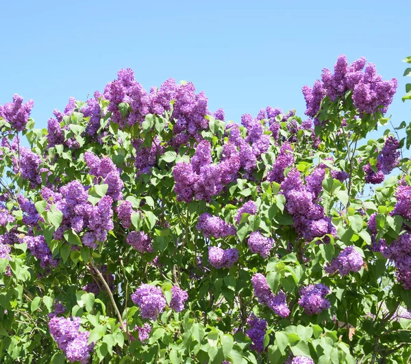 Квіти квітучі бузкові. Красиві фіолетові бузкові квіти на відкритому повітрі . — стокове фото