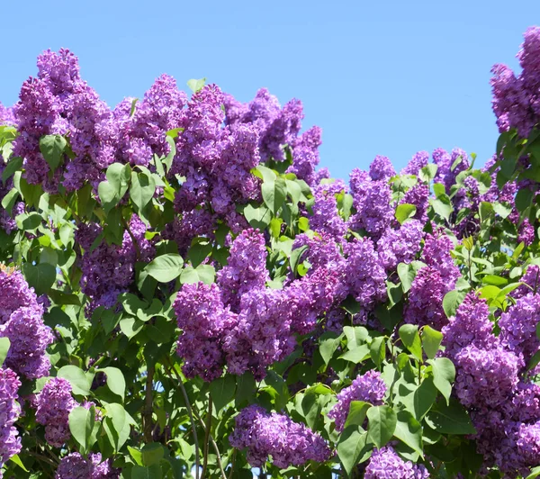 Fiori che sbocciano lilla. Bellissimi fiori viola lilla all'aperto. — Foto Stock
