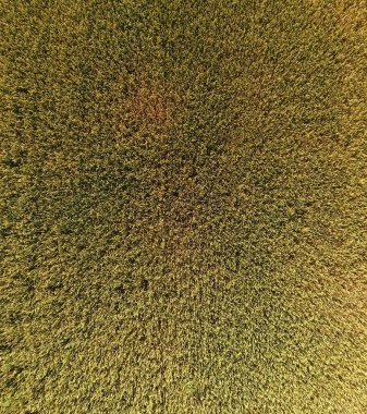 Buğday olgunlaşma. Yeşil olgunlaşmamış buğday üst bir görünümdür. Buğday alanı