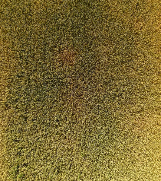 Buğday olgunlaşma. Yeşil olgunlaşmamış buğday üst bir görünümdür. Buğday alanı