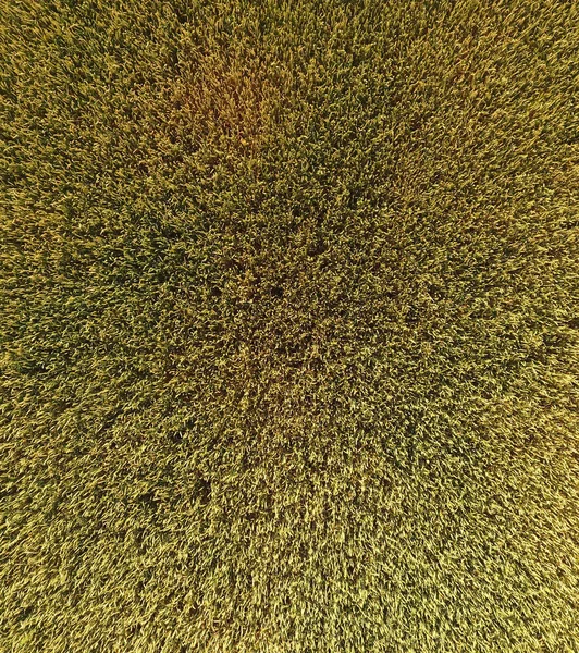 Buğday olgunlaşma. Yeşil olgunlaşmamış buğday üst bir görünümdür. Buğday alanı
