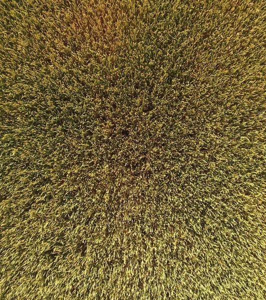 Buğday olgunlaşma. Yeşil olgunlaşmamış buğday üst bir görünümdür. Buğday alanı