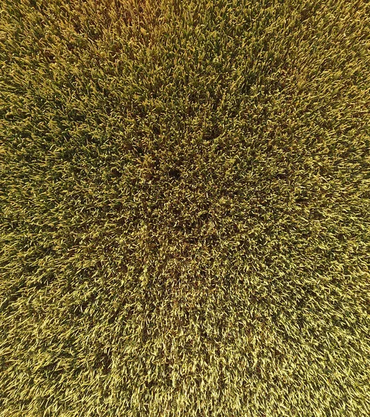 Buğday olgunlaşma. Yeşil olgunlaşmamış buğday üst bir görünümdür. Buğday alanı