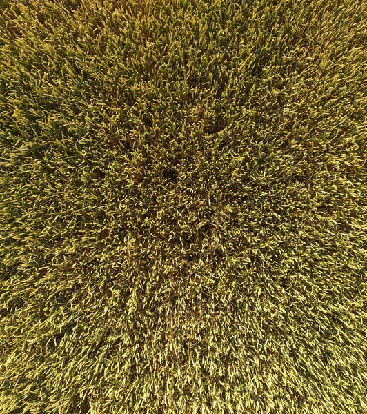 Buğday olgunlaşma. Yeşil olgunlaşmamış buğday üst bir görünümdür. Buğday alanı