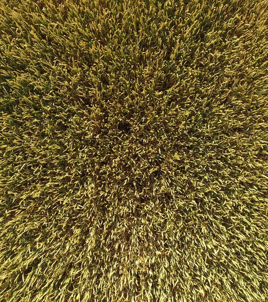 Buğday olgunlaşma. Yeşil olgunlaşmamış buğday üst bir görünümdür. Buğday alanı