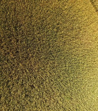 Buğday olgunlaşma. Yeşil olgunlaşmamış buğday üst bir görünümdür. Buğday alanı