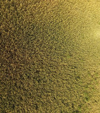 Buğday olgunlaşma. Yeşil olgunlaşmamış buğday üst bir görünümdür. Buğday alanı