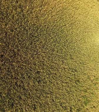 Buğday olgunlaşma. Yeşil olgunlaşmamış buğday üst bir görünümdür. Buğday alanı