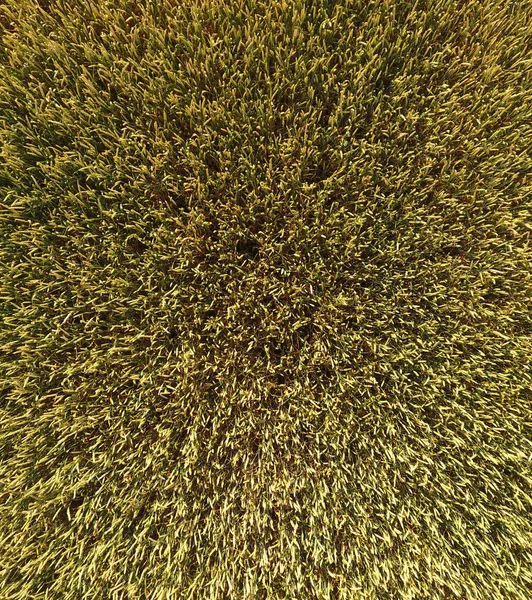 Buğday olgunlaşma. Yeşil olgunlaşmamış buğday üst bir görünümdür. Buğday alanı