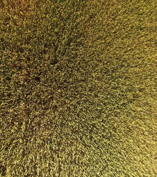 Dojrzewania pszenicy. Zielone niedojrzałe pszenicy jest widok z góry. Pole pszenicy — Zdjęcie stockowe