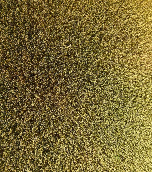 Buğday olgunlaşma. Yeşil olgunlaşmamış buğday üst bir görünümdür. Buğday alanı