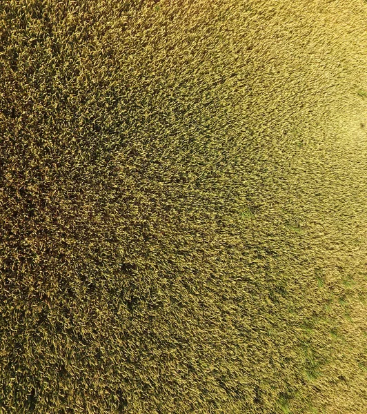 Buğday olgunlaşma. Yeşil olgunlaşmamış buğday üst bir görünümdür. Buğday alanı