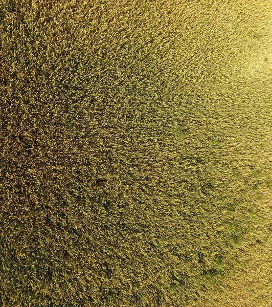 Buğday olgunlaşma. Yeşil olgunlaşmamış buğday üst bir görünümdür. Buğday alanı