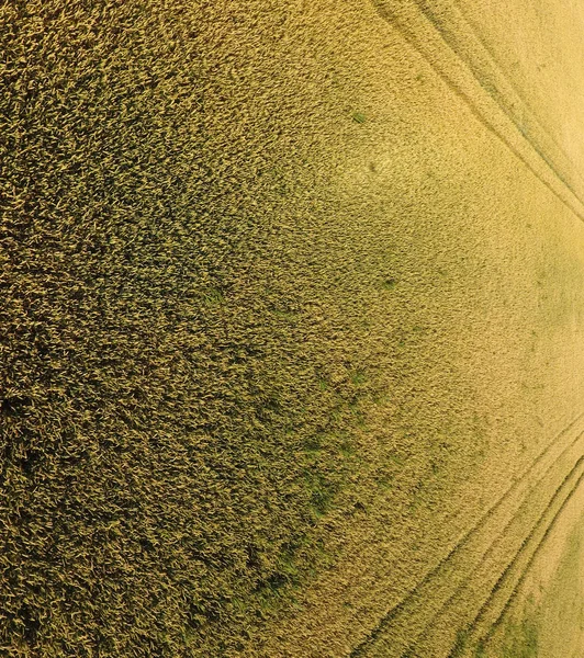 Trigo en maduración. El trigo verde inmaduro es una vista superior. Campo de trigo — Foto de Stock