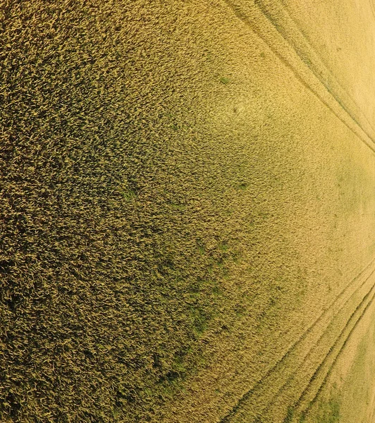 Trigo a amadurecer. O trigo verde não maduro é uma vista superior. Campo de trigo — Fotografia de Stock