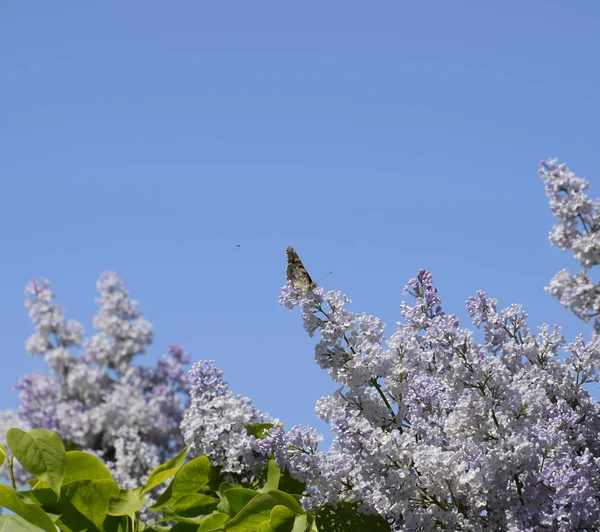 Farfalla Vanessa cardui sui fiori lilla. Fioritura dell'impollinazione — Foto Stock