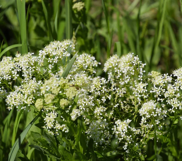 Lepidium draba flori albe — Fotografie, imagine de stoc