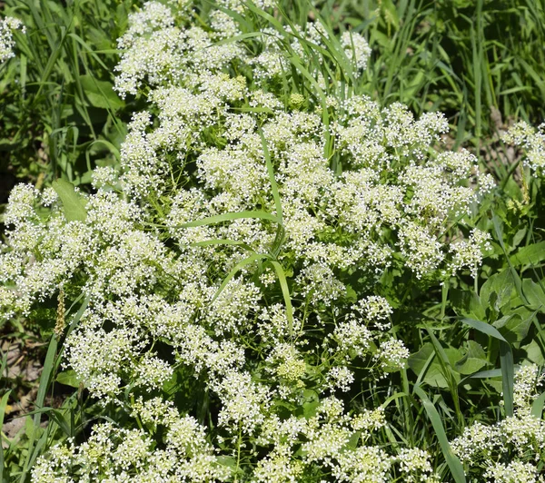 Lepidium draba flori albe — Fotografie, imagine de stoc