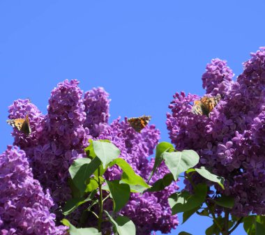 Kelebek Vanessa cardui leylak çiçeklerüzerinde. Tozlaşma çiçeklenme